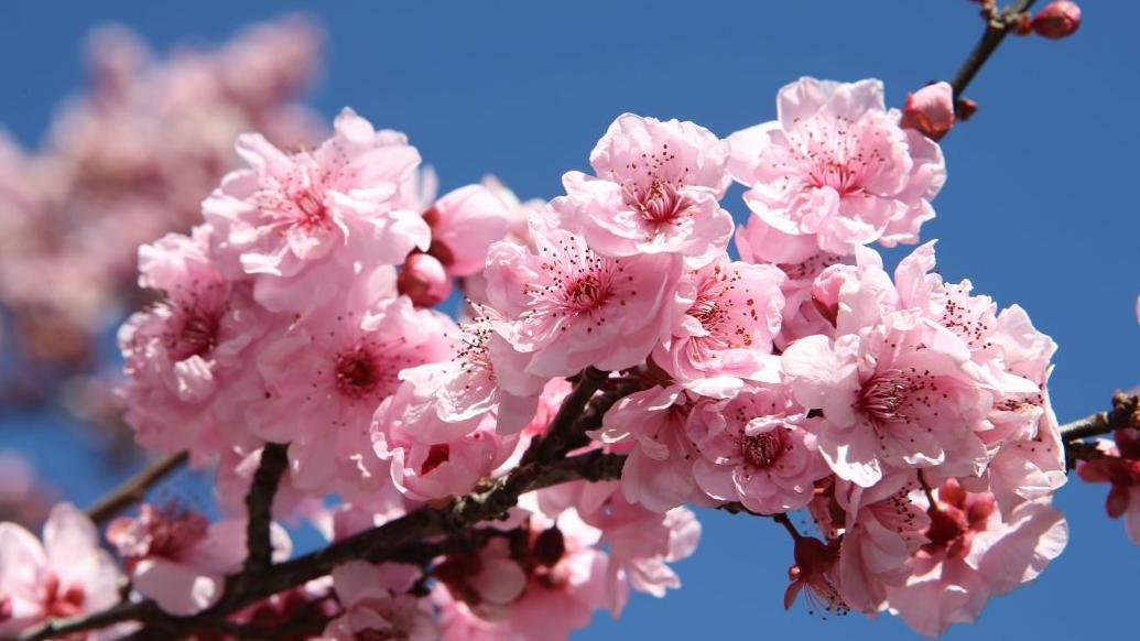 Cherry-Blossom-Festival