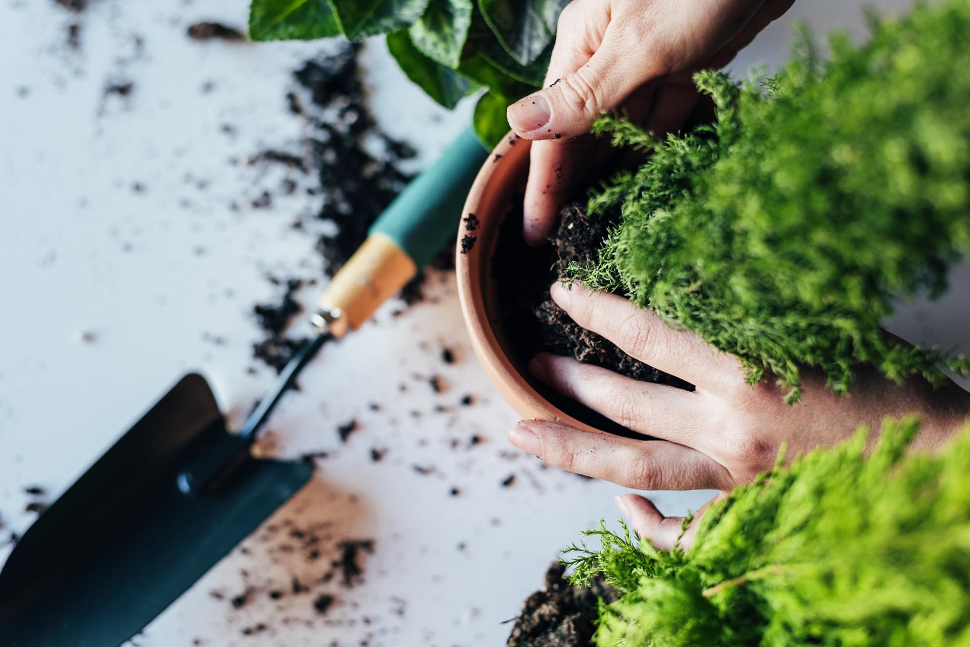 woman hands placing a small shrub into a new pot