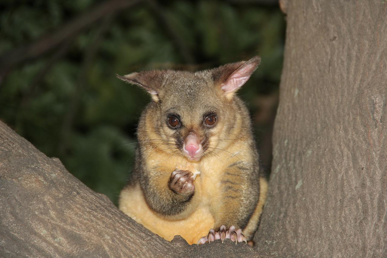 possum sitting in a tree at night