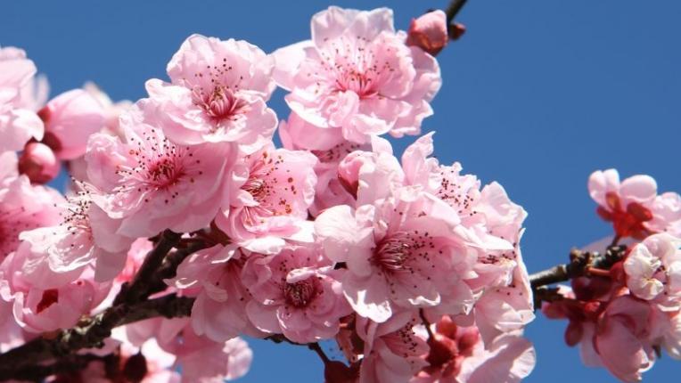 Sydney Cherry Blossom Festival