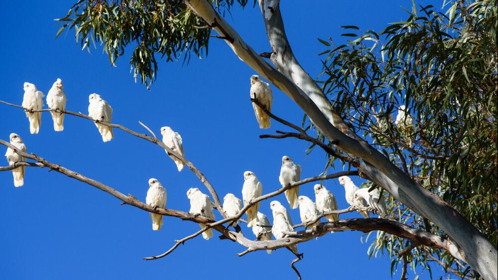 Cockatoos in tree