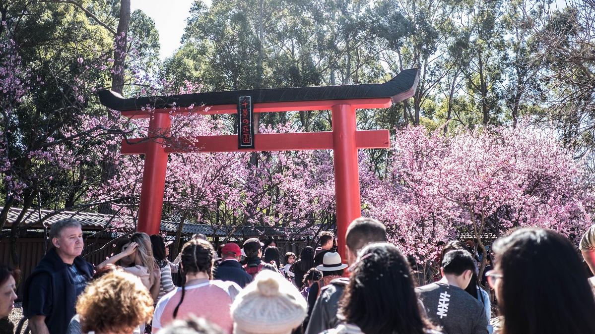 Cherry Blossom Festival