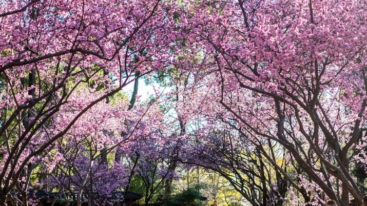 NSW’s biggest flower festival