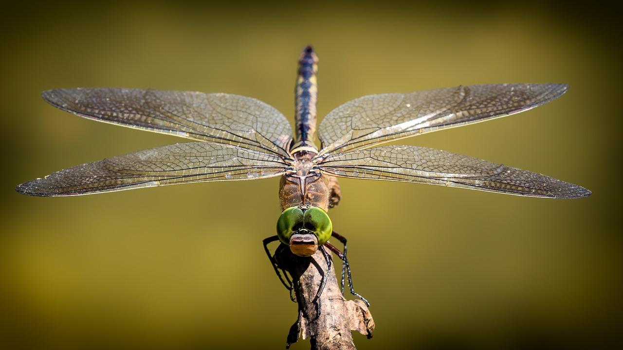 Dragon fly