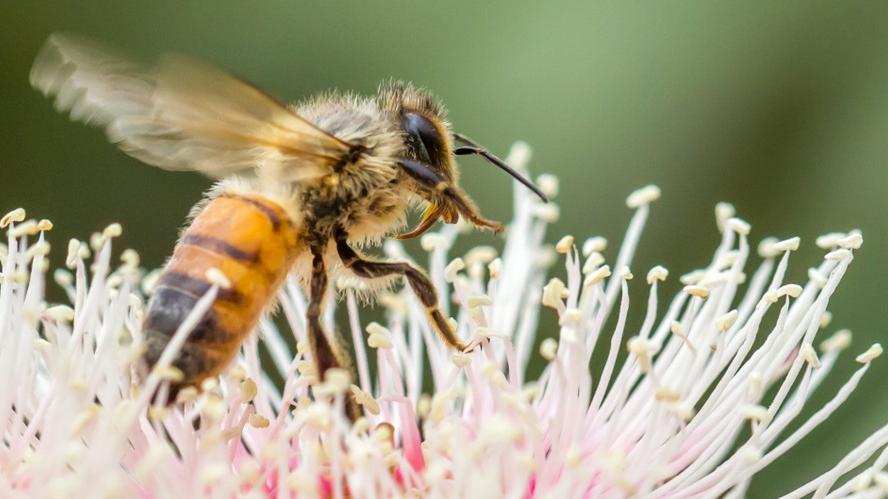 Native stingless bee