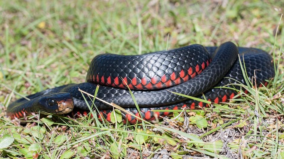 Look out! Snakes about! | Cumberland City Council