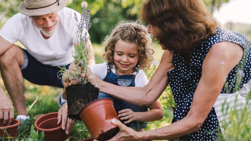 Senior grandparents and granddaughter gardening