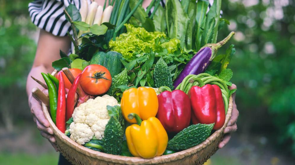 Hands of female holding a Basket with different fresh farm vegetables.